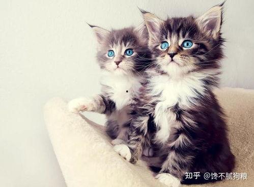 猫咪爆料主人合集视频,揭秘主人日常爆笑瞬间合集